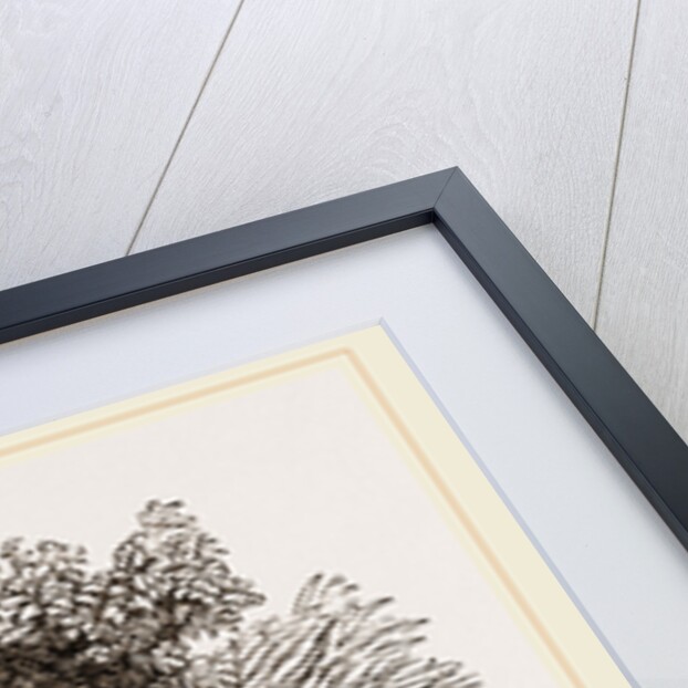 White-scarfed Anolis by Anonymous