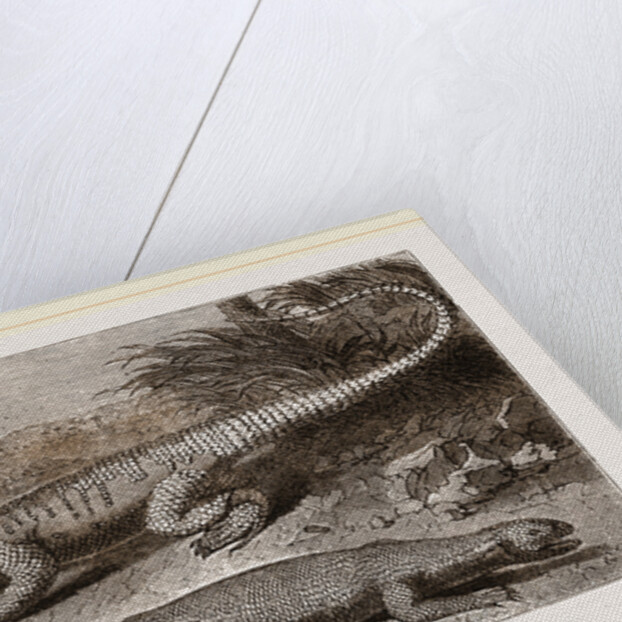 Common Stellio and Spine-footed Stellio by Anonymous