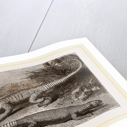 Common Stellio and Spine-footed Stellio by Anonymous