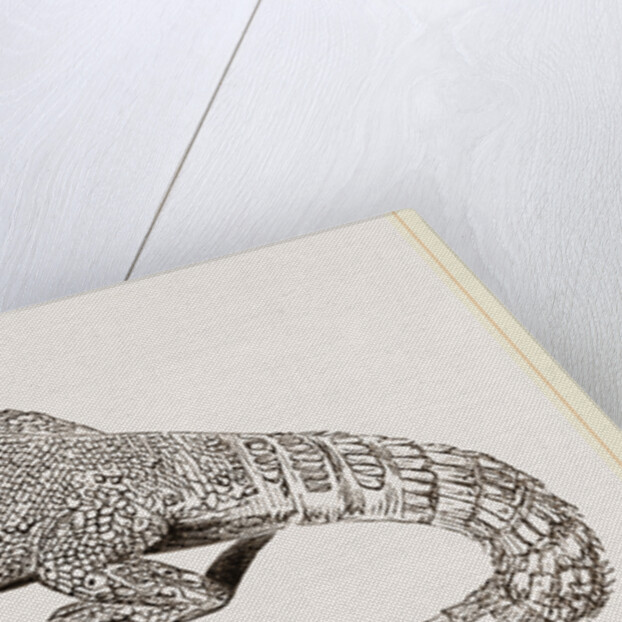Spine-footed Stellio by Anonymous