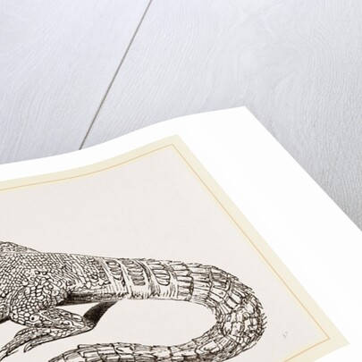 Spine-footed Stellio by Anonymous