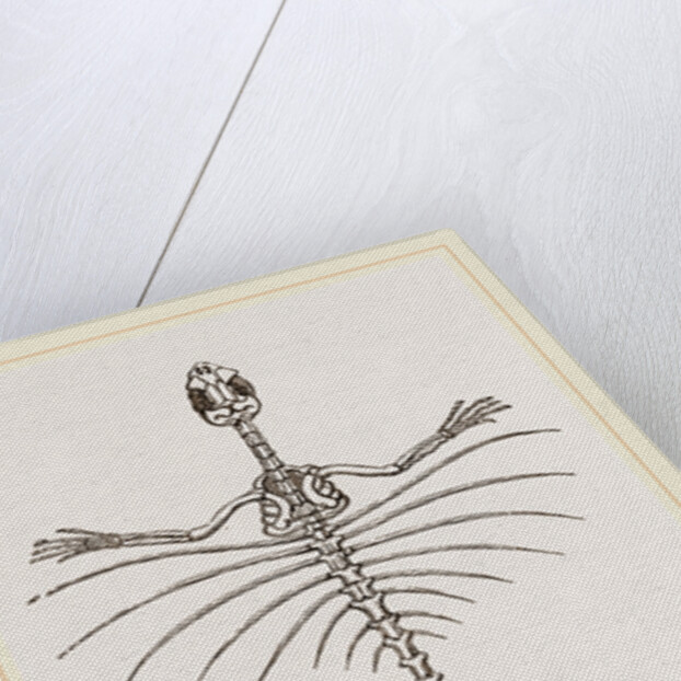 Skeleton of Fringed Dragon by Anonymous
