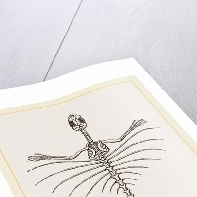 Skeleton of Fringed Dragon by Anonymous