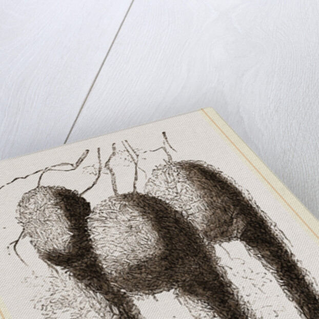 Nests of Pensile Weaver Birds by Anonymous