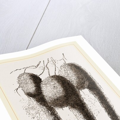 Nests of Pensile Weaver Birds by Anonymous