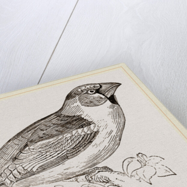 Hawfinch by Anonymous