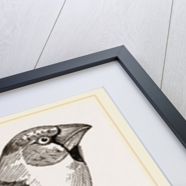 Hawfinch by Anonymous
