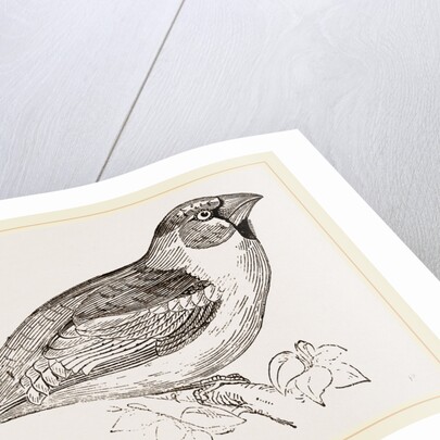 Hawfinch by Anonymous