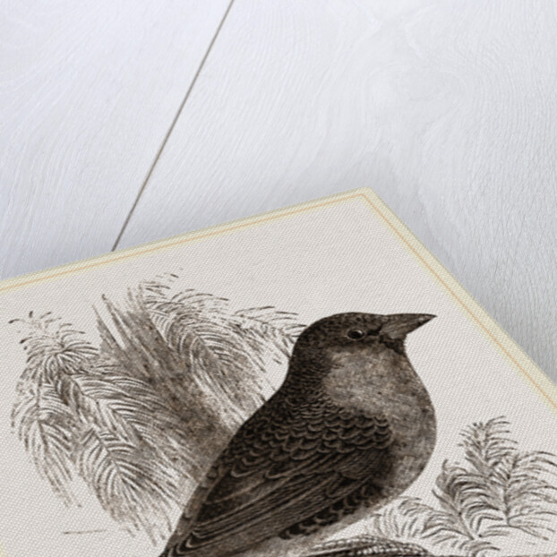 Sociable Weaver-Bird by Anonymous