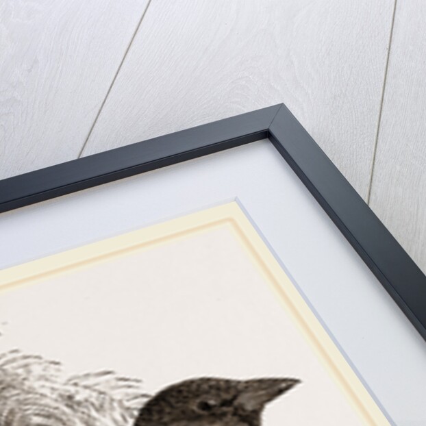 Sociable Weaver-Bird by Anonymous
