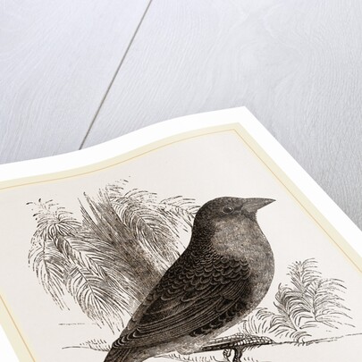 Sociable Weaver-Bird by Anonymous