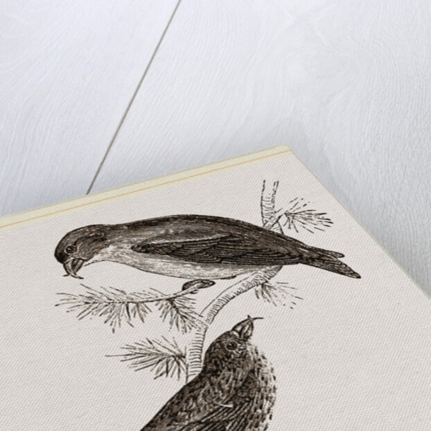 Crossbills by Anonymous