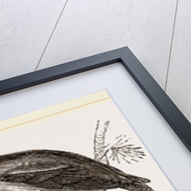Crossbills by Anonymous