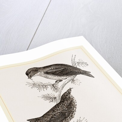 Crossbills by Anonymous