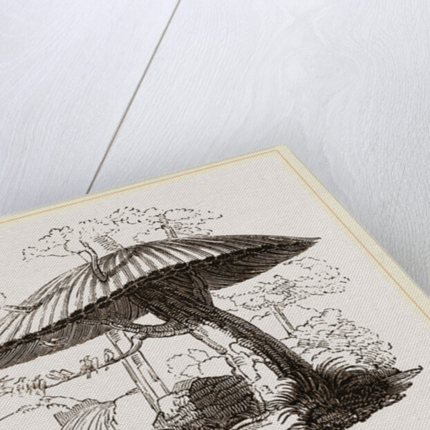 Nests of Sociable Weaver-Birds by Anonymous