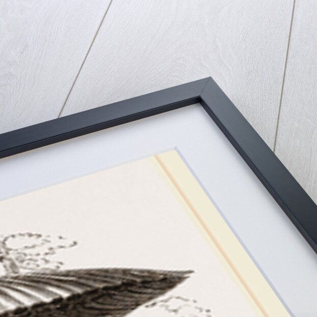 Nests of Sociable Weaver-Birds by Anonymous