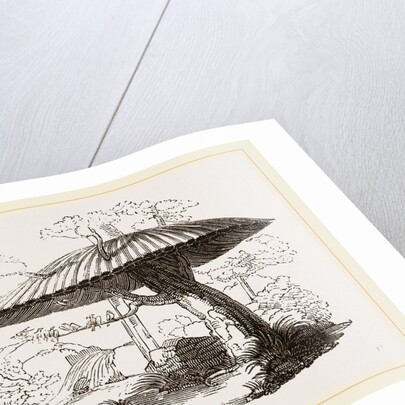 Nests of Sociable Weaver-Birds by Anonymous