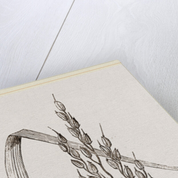 Panicle of the Rice-plant by Anonymous