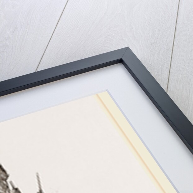 Panicle of the Rice-plant by Anonymous