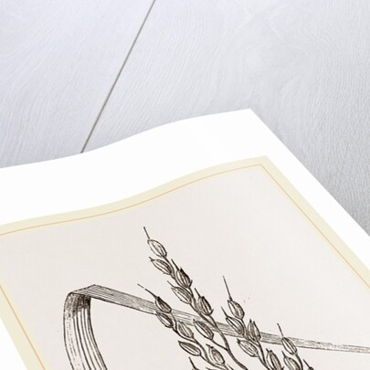 Panicle of the Rice-plant by Anonymous