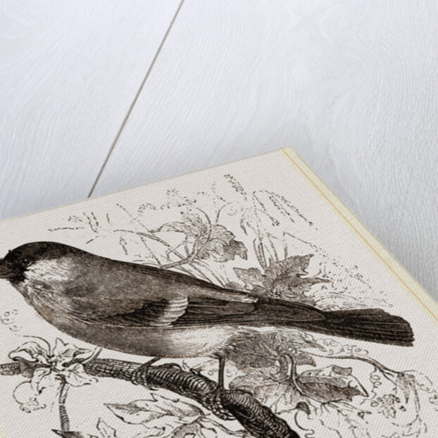 Bullfinch by Anonymous