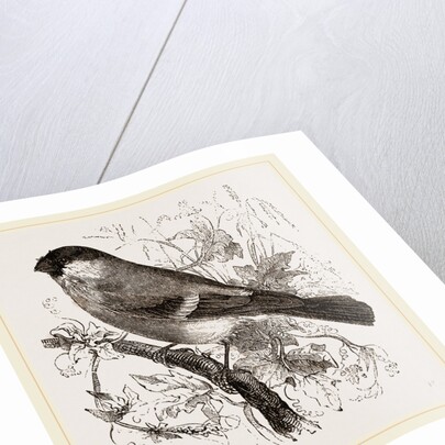 Bullfinch by Anonymous