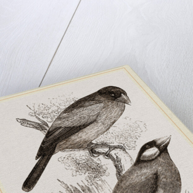 Crossbills by Anonymous