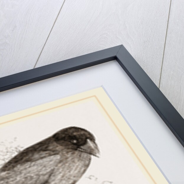 Crossbills by Anonymous