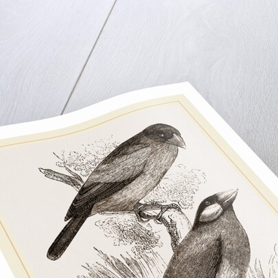 Crossbills by Anonymous