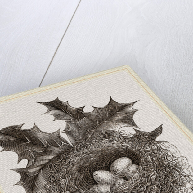 Nest of Greenfinch by Anonymous