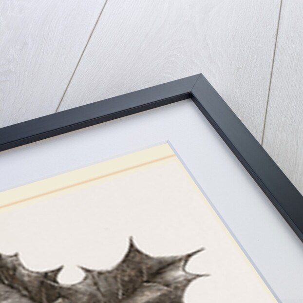 Nest of Greenfinch by Anonymous