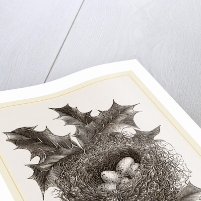 Nest of Greenfinch by Anonymous