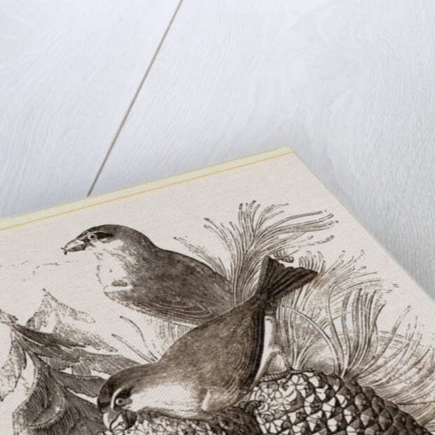 Crossbills by Anonymous
