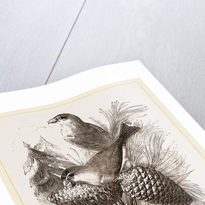 Crossbills by Anonymous