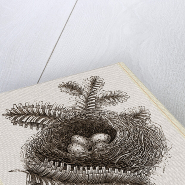 Nest of Bullfinch by Anonymous