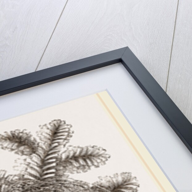 Nest of Bullfinch by Anonymous