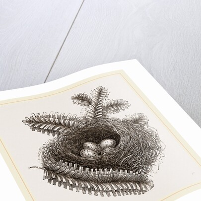 Nest of Bullfinch by Anonymous