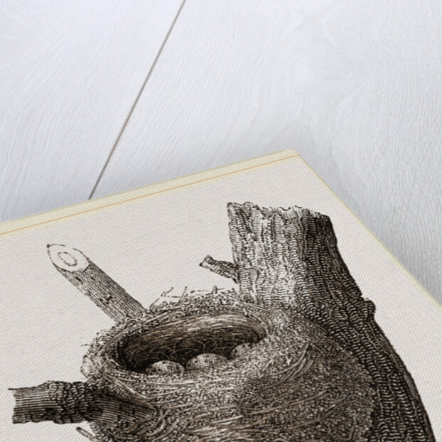 Nest of Chaffinch by Anonymous