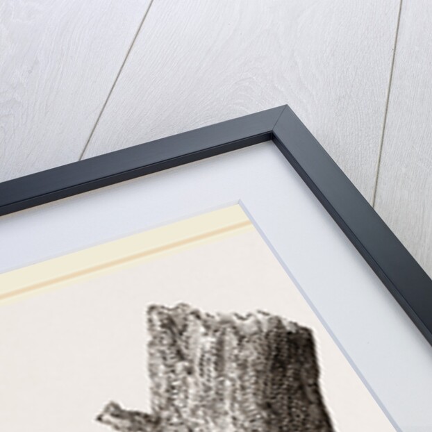 Nest of Chaffinch by Anonymous