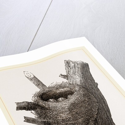 Nest of Chaffinch by Anonymous