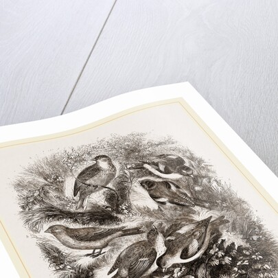 Group f Finches by Anonymous