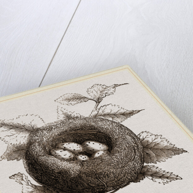 Nest of Goldfinch by Anonymous