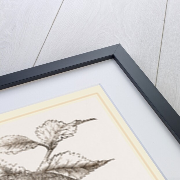 Nest of Goldfinch by Anonymous