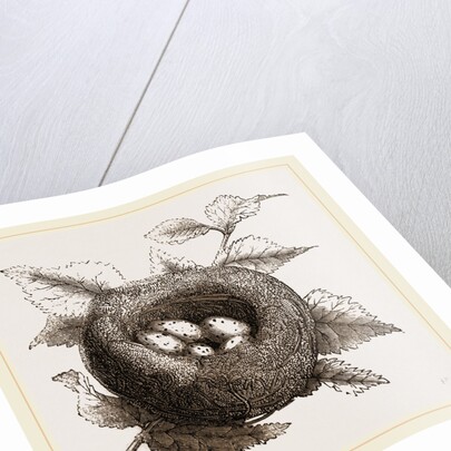 Nest of Goldfinch by Anonymous