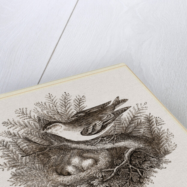 Siskin and Nest by Anonymous