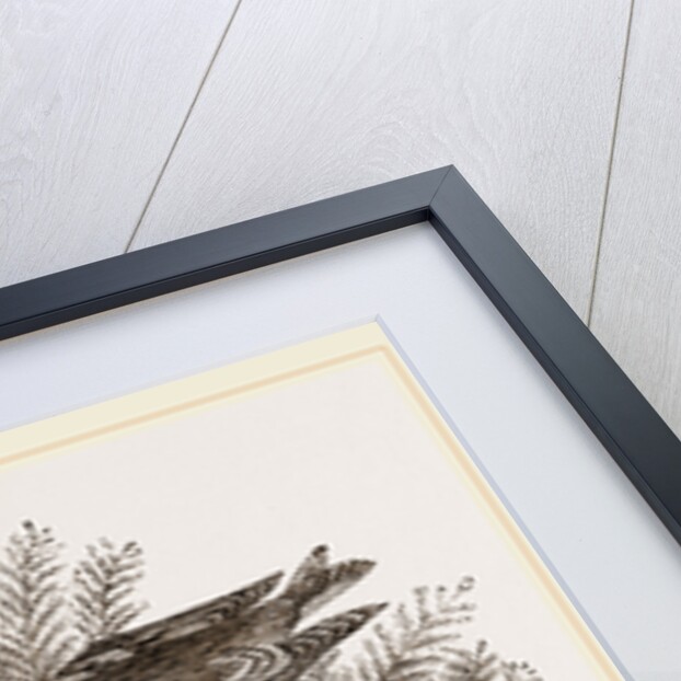 Siskin and Nest by Anonymous