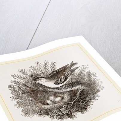 Siskin and Nest by Anonymous