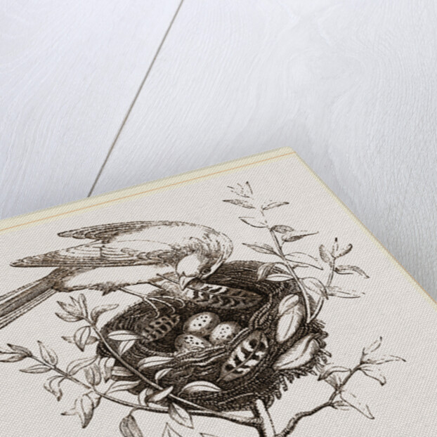 Canary Finch and Nest by Anonymous