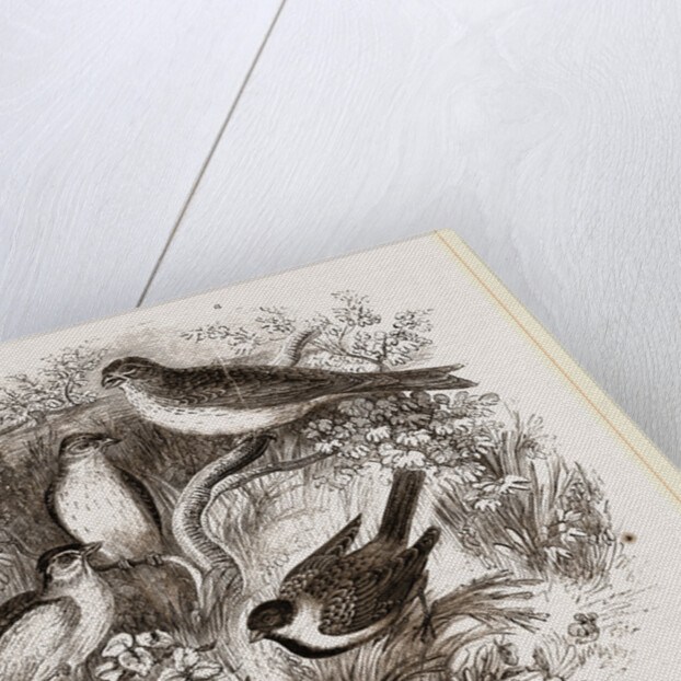Group of Buntings by Anonymous