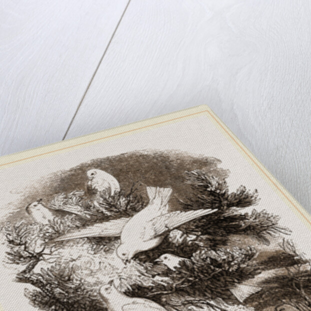 Snow-Birds by Anonymous